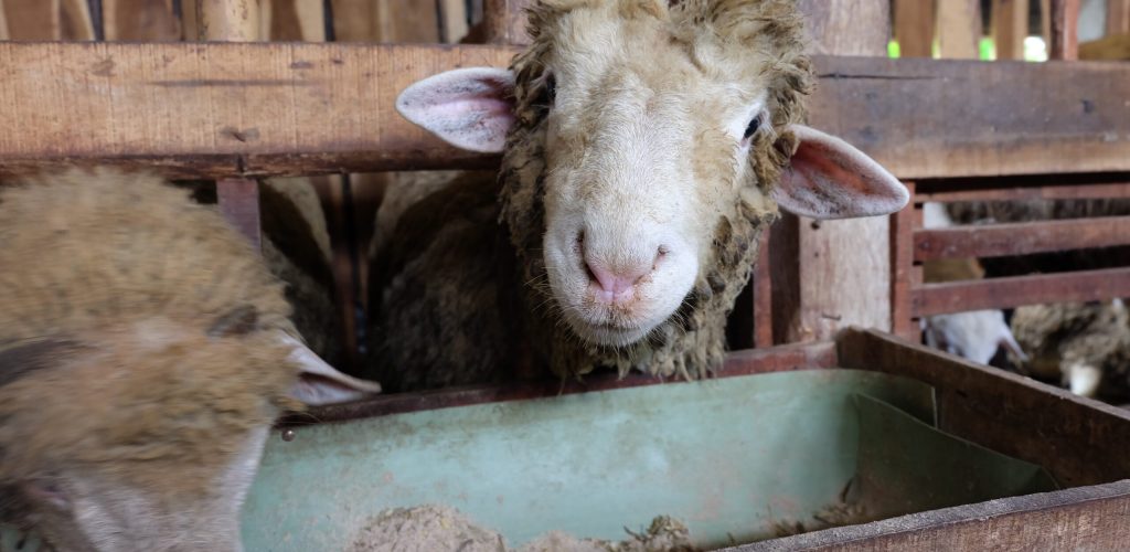qamma-farm-8RuussEscrk-unsplash